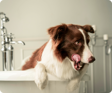 Dejando a Su Perro para Embarque: Cómo Prepararse?