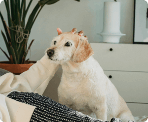 How Much Does Dog Sitting Cost and What Affects the Price?