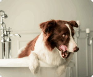 Leaving Your Dog for Boarding: How to Prepare?