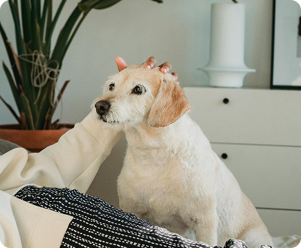 How Much Does Dog Sitting Cost and What Affects the Price?